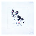 French Bull Dog