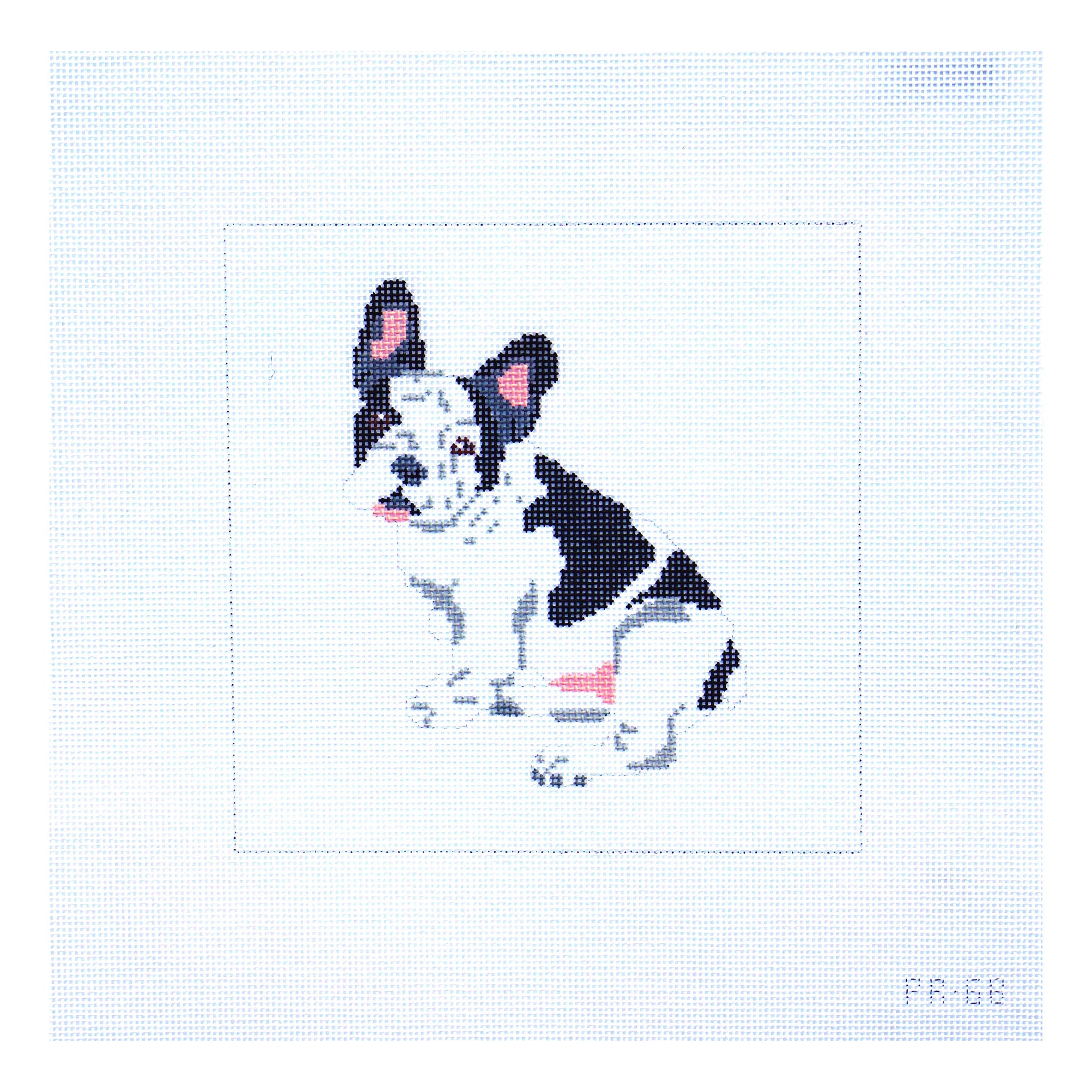 French Bull Dog