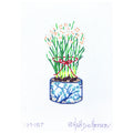 Paperwhites